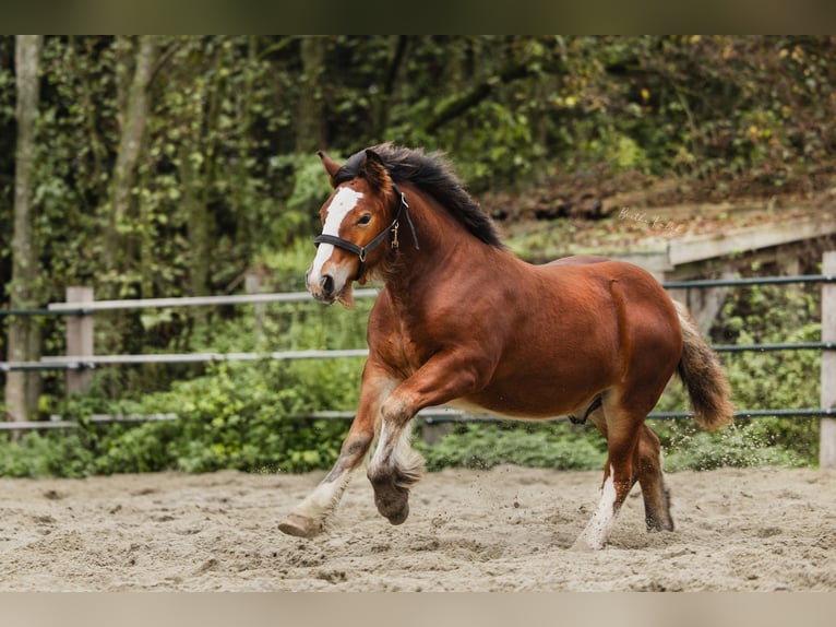 Cob Irlandese / Tinker / Gypsy Vanner Stallone 1 Anno 160 cm Baio in Hazerswoude-Dorp