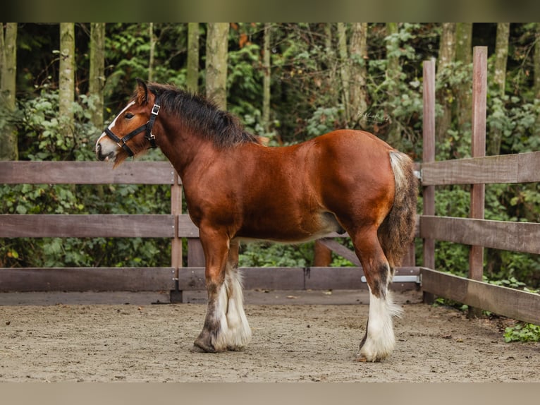 Cob Irlandese / Tinker / Gypsy Vanner Stallone 1 Anno 160 cm Baio in Hazerswoude-Dorp