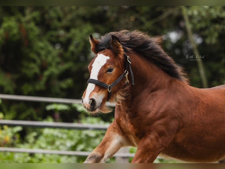 Cob Irlandese / Tinker / Gypsy Vanner Stallone 1 Anno 160 cm Baio in Hazerswoude-Dorp