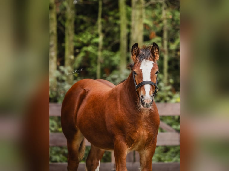 Cob Irlandese / Tinker / Gypsy Vanner Stallone 1 Anno 160 cm Baio in Hazerswoude-Dorp