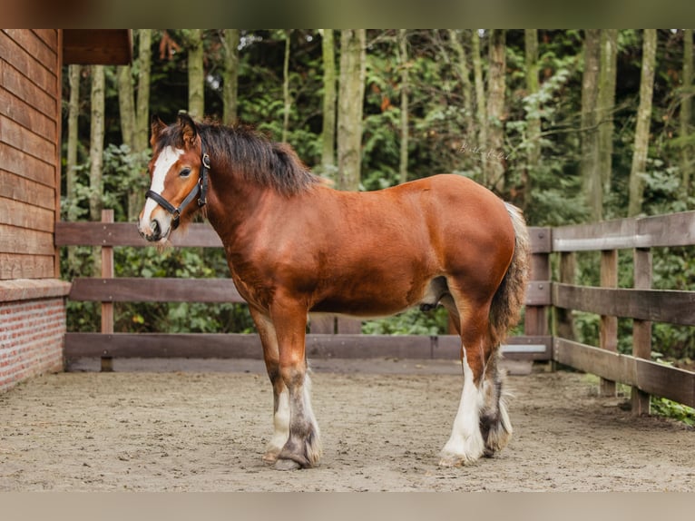 Cob Irlandese / Tinker / Gypsy Vanner Stallone 1 Anno 160 cm Baio in Hazerswoude-Dorp