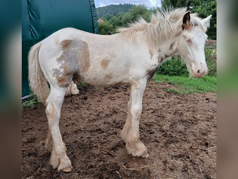 Cob Irlandese / Tinker / Gypsy Vanner Stallone 1 Anno 160 cm Sabino in Wlen