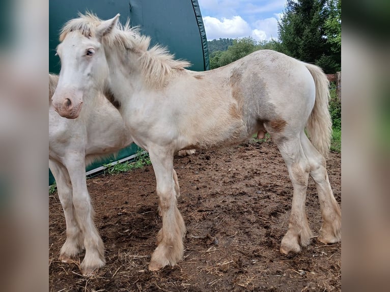 Cob Irlandese / Tinker / Gypsy Vanner Stallone 1 Anno 160 cm Sabino in Wlen