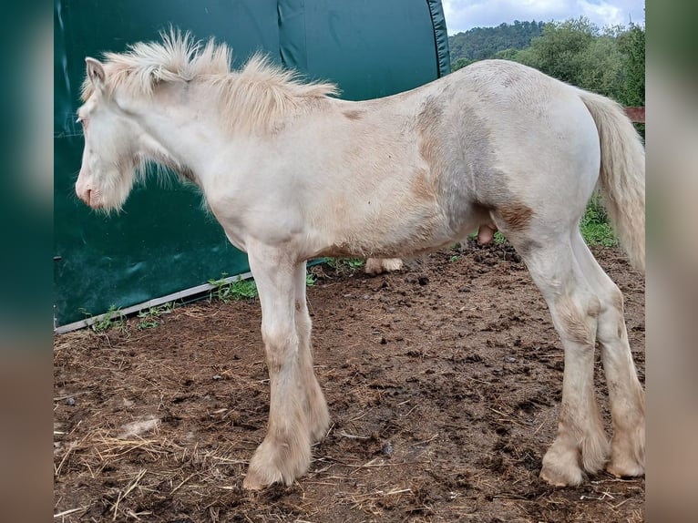 Cob Irlandese / Tinker / Gypsy Vanner Stallone 1 Anno 160 cm Sabino in Wlen