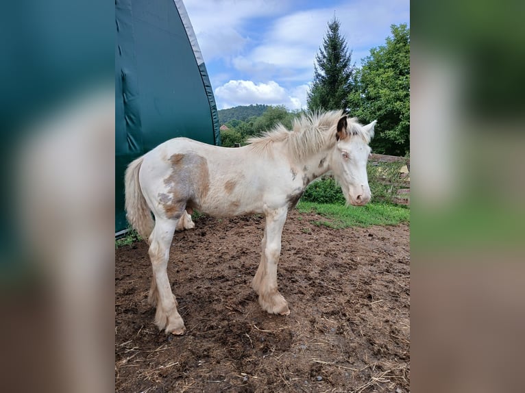 Cob Irlandese / Tinker / Gypsy Vanner Stallone 1 Anno 160 cm Sabino in Wlen