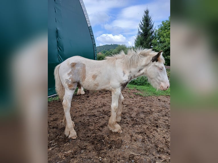 Cob Irlandese / Tinker / Gypsy Vanner Stallone 1 Anno 160 cm Sabino in Wlen