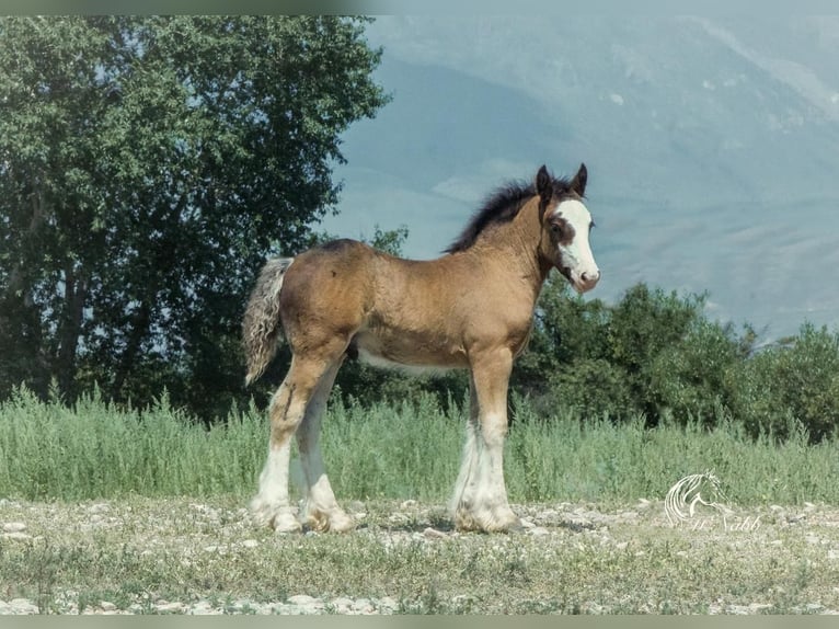 Cob Irlandese / Tinker / Gypsy Vanner Stallone 1 Anno Baio ciliegia in Cody, WY