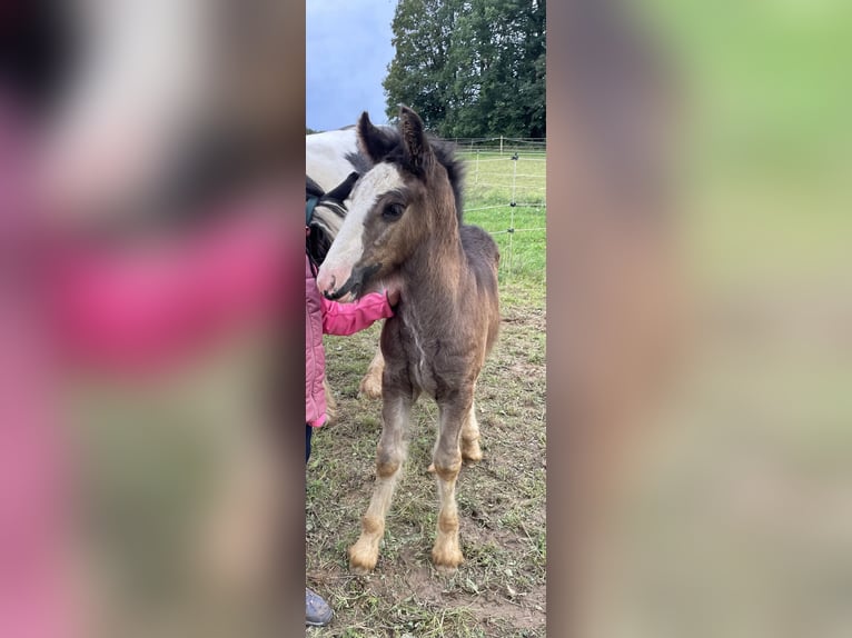 Cob Irlandese / Tinker / Gypsy Vanner Stallone 1 Anno Baio scuro in Eisingen