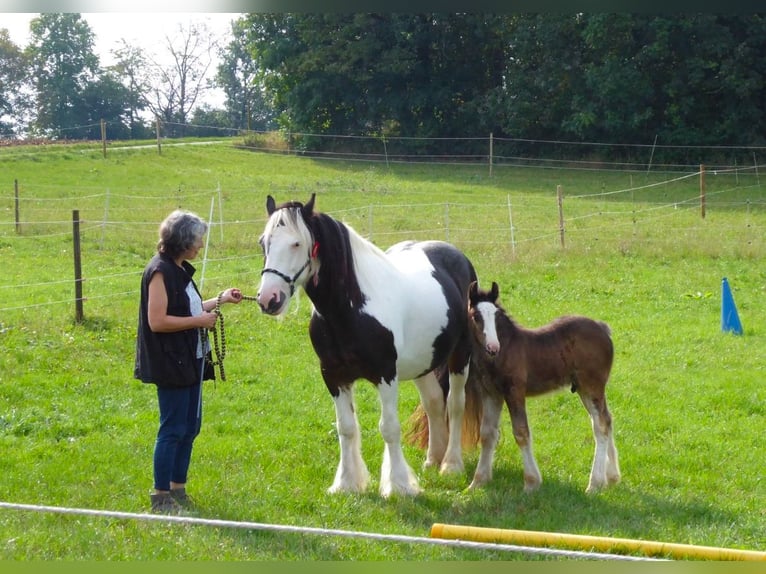 Cob Irlandese / Tinker / Gypsy Vanner Stallone 1 Anno Baio scuro in Eisingen