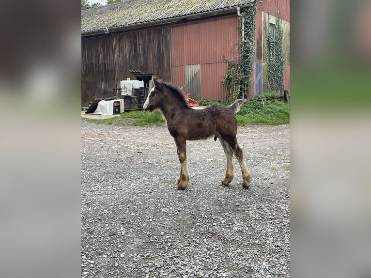 Cob Irlandese / Tinker / Gypsy Vanner Stallone 1 Anno Baio scuro in Eisingen