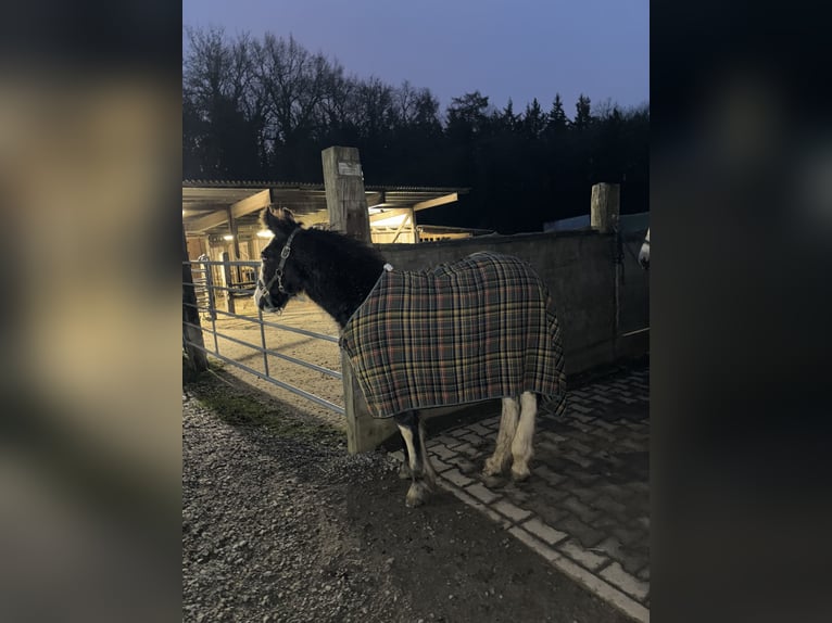 Cob Irlandese / Tinker / Gypsy Vanner Stallone 1 Anno Baio scuro in Eisingen