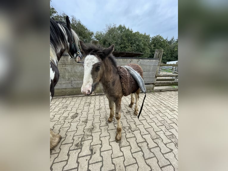 Cob Irlandese / Tinker / Gypsy Vanner Stallone 1 Anno Baio scuro in Eisingen