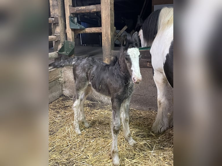 Cob Irlandese / Tinker / Gypsy Vanner Stallone 1 Anno Baio scuro in Eisingen