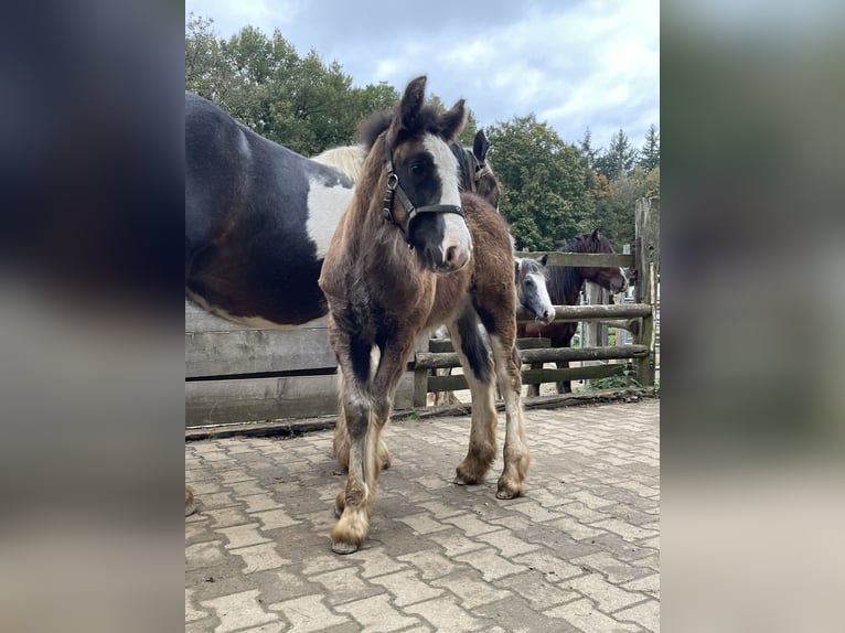 Cob Irlandese / Tinker / Gypsy Vanner Stallone 1 Anno Baio scuro in Eisingen