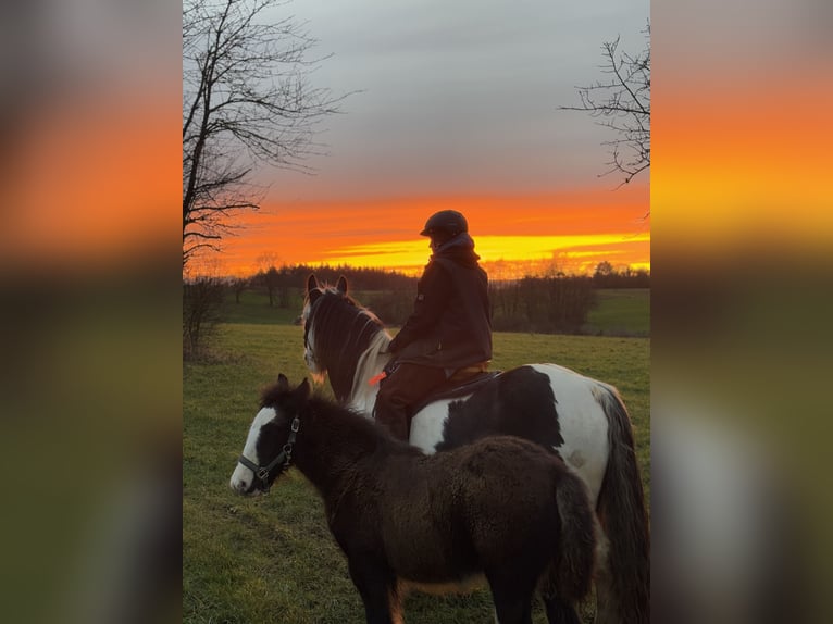 Cob Irlandese / Tinker / Gypsy Vanner Stallone 1 Anno Baio scuro in Eisingen