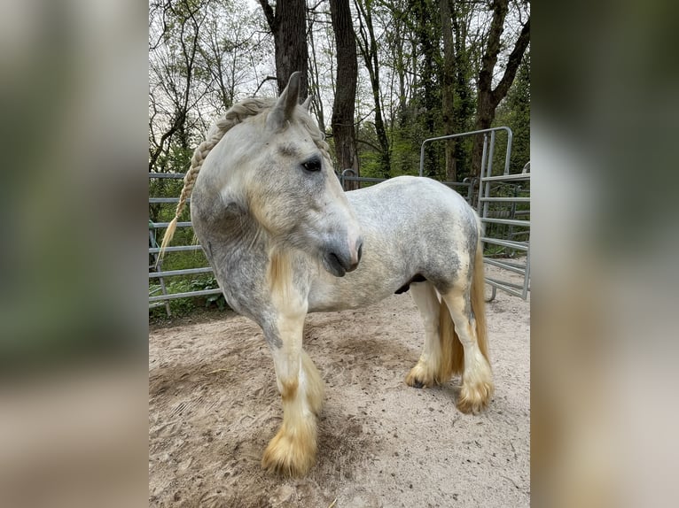 Cob Irlandese / Tinker / Gypsy Vanner Stallone 1 Anno Baio scuro in Eisingen