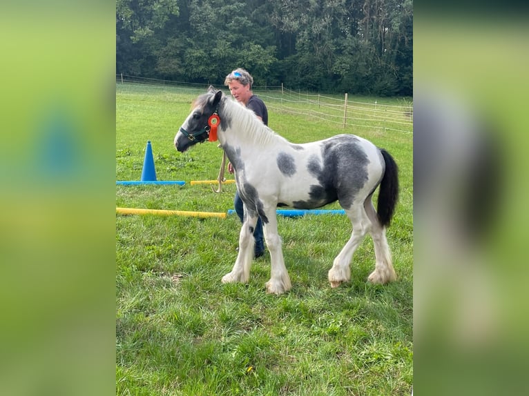 Cob Irlandese / Tinker / Gypsy Vanner Stallone 1 Anno in Eisingen