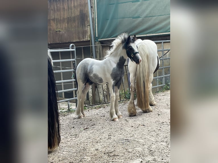 Cob Irlandese / Tinker / Gypsy Vanner Stallone 1 Anno in Eisingen