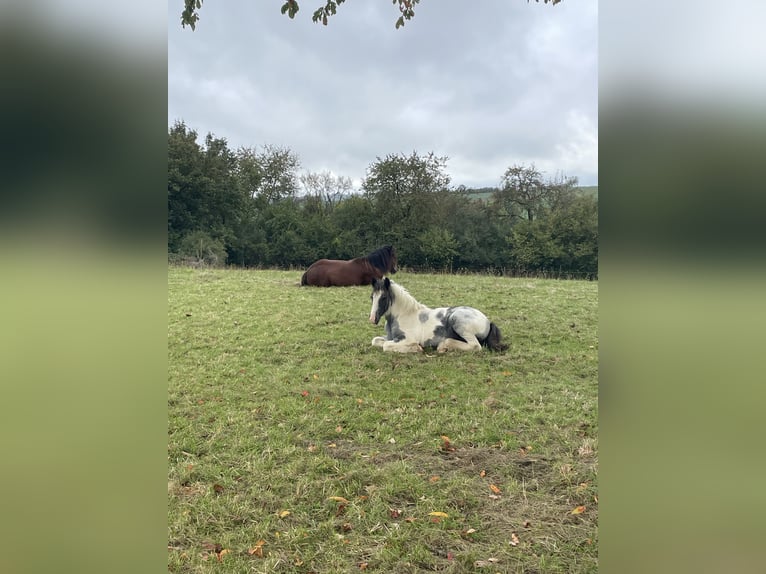 Cob Irlandese / Tinker / Gypsy Vanner Stallone 1 Anno in Eisingen