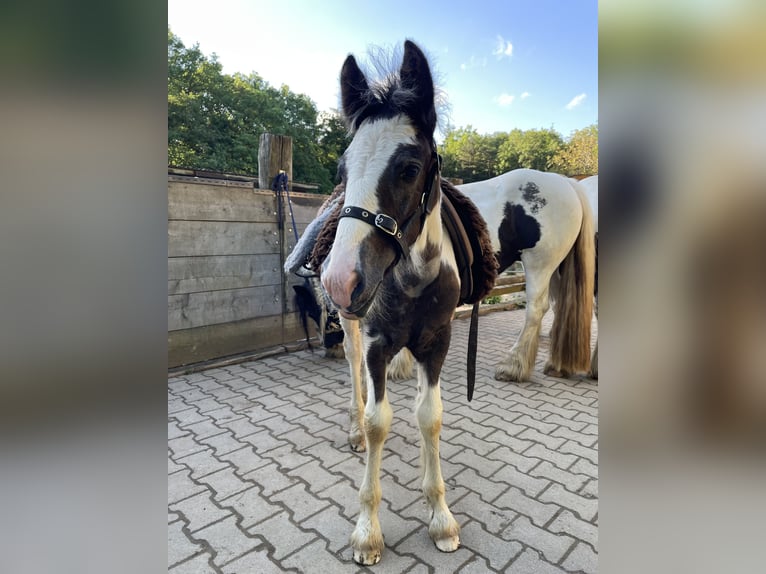 Cob Irlandese / Tinker / Gypsy Vanner Stallone 1 Anno in Eisingen