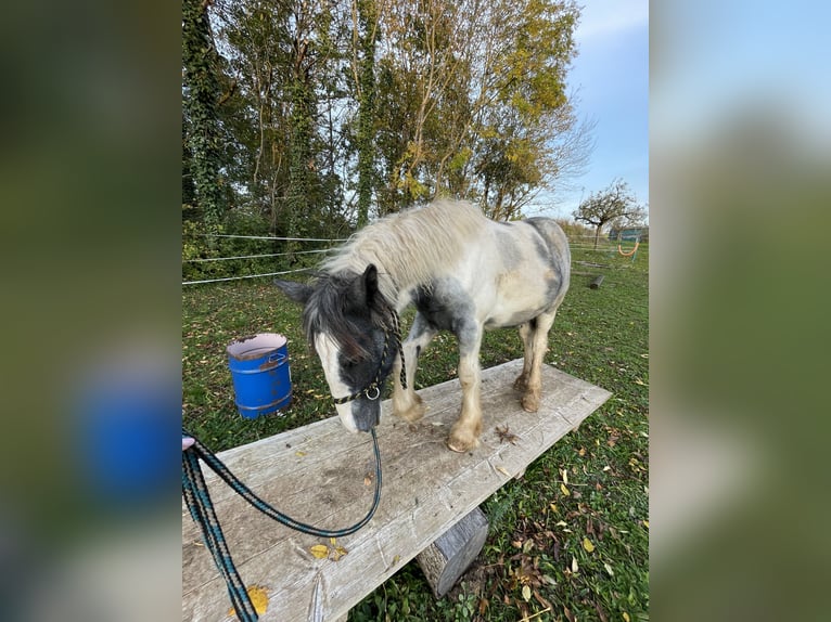 Cob Irlandese / Tinker / Gypsy Vanner Stallone 1 Anno in Eisingen