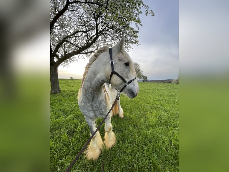 Cob Irlandese / Tinker / Gypsy Vanner Stallone 1 Anno in Eisingen