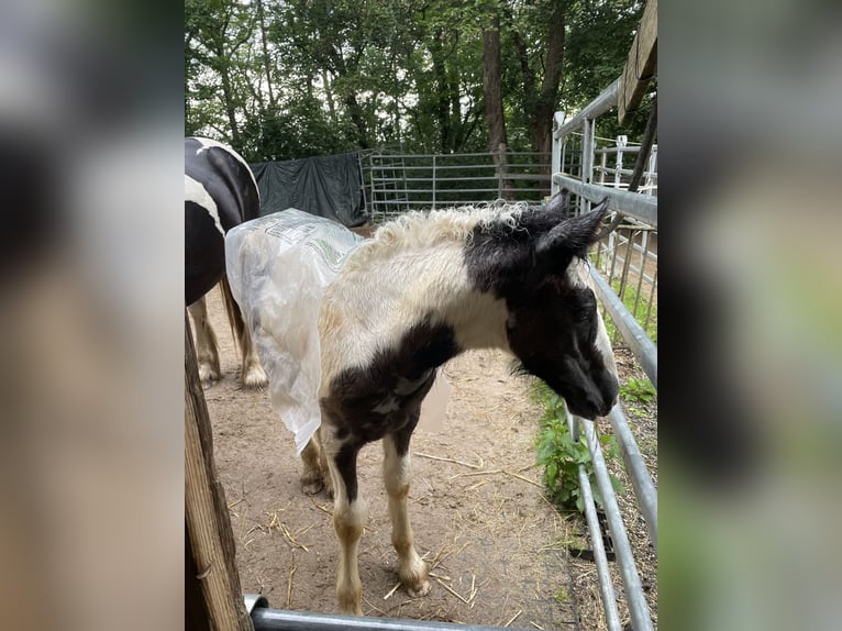 Cob Irlandese / Tinker / Gypsy Vanner Stallone 1 Anno in Eisingen