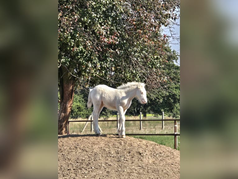 Cob Irlandese / Tinker / Gypsy Vanner Stallone 1 Anno Cremello in Sadówka