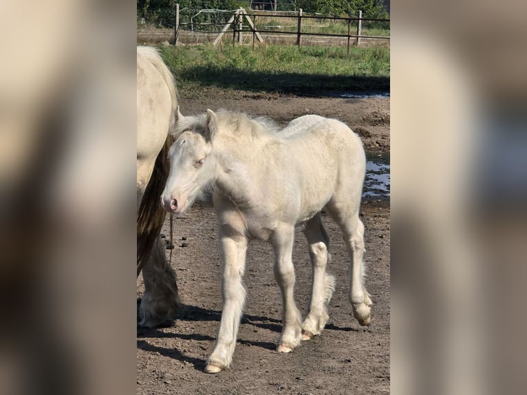 Cob Irlandese / Tinker / Gypsy Vanner Stallone 1 Anno Cremello in Sadówka