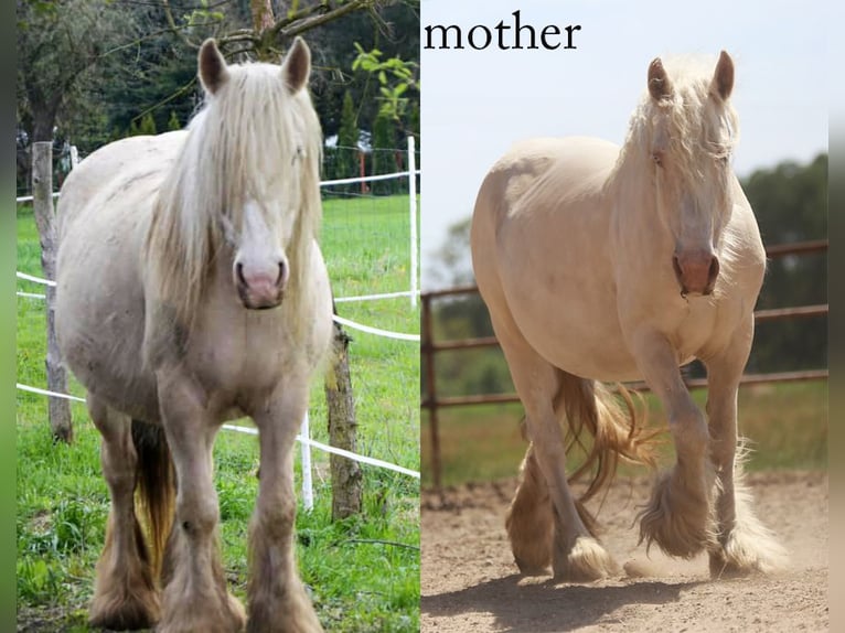 Cob Irlandese / Tinker / Gypsy Vanner Stallone 1 Anno Cremello in Sad&#xF3;wka