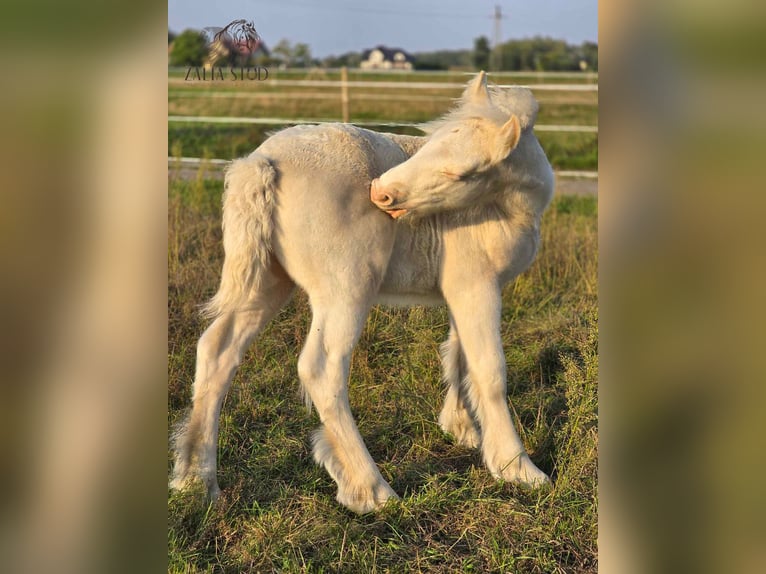 Cob Irlandese / Tinker / Gypsy Vanner Stallone 1 Anno Cremello in Sadówka