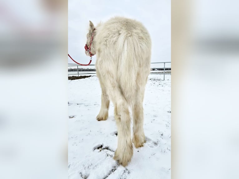 Cob Irlandese / Tinker / Gypsy Vanner Stallone 1 Anno Cremello in Sad&#xF3;wka