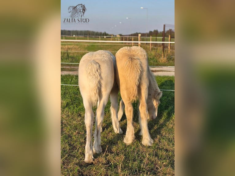 Cob Irlandese / Tinker / Gypsy Vanner Stallone 1 Anno Cremello in Sadówka