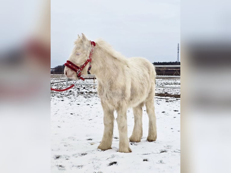 Cob Irlandese / Tinker / Gypsy Vanner Stallone 1 Anno Cremello in Sad&#xF3;wka