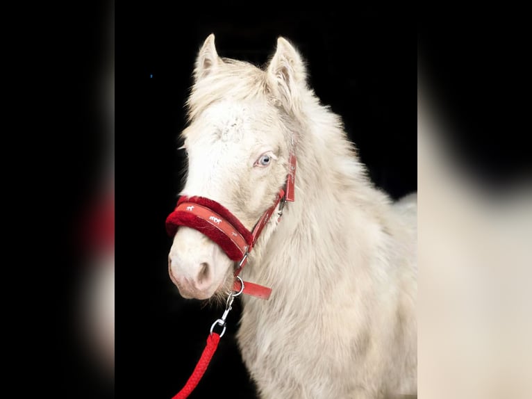 Cob Irlandese / Tinker / Gypsy Vanner Stallone 1 Anno Cremello in Sad&#xF3;wka