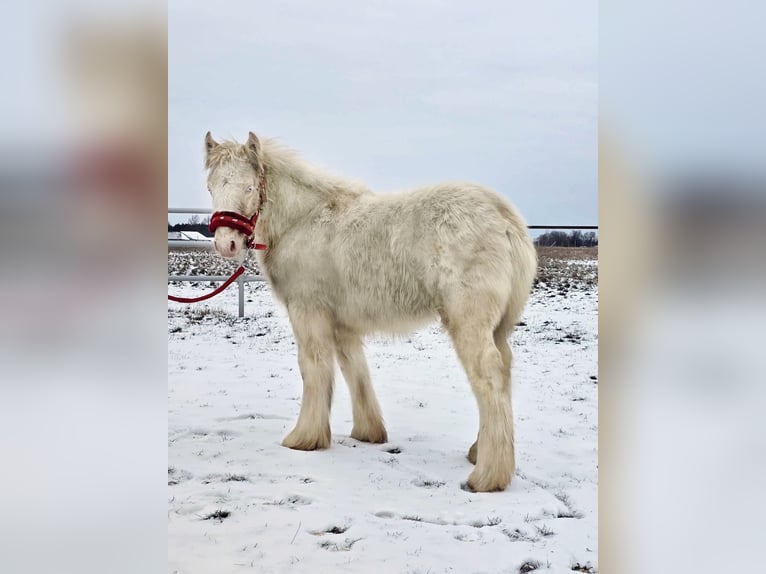 Cob Irlandese / Tinker / Gypsy Vanner Stallone 1 Anno Cremello in Sad&#xF3;wka