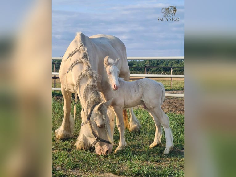 Cob Irlandese / Tinker / Gypsy Vanner Stallone 1 Anno Cremello in Sadówka