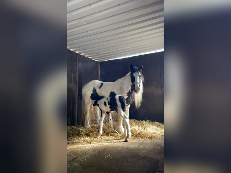 Cob Irlandese / Tinker / Gypsy Vanner Stallone 1 Anno Grigio in Eisingen