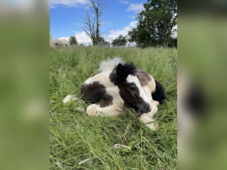 Cob Irlandese / Tinker / Gypsy Vanner Stallone 1 Anno Grigio in Eisingen