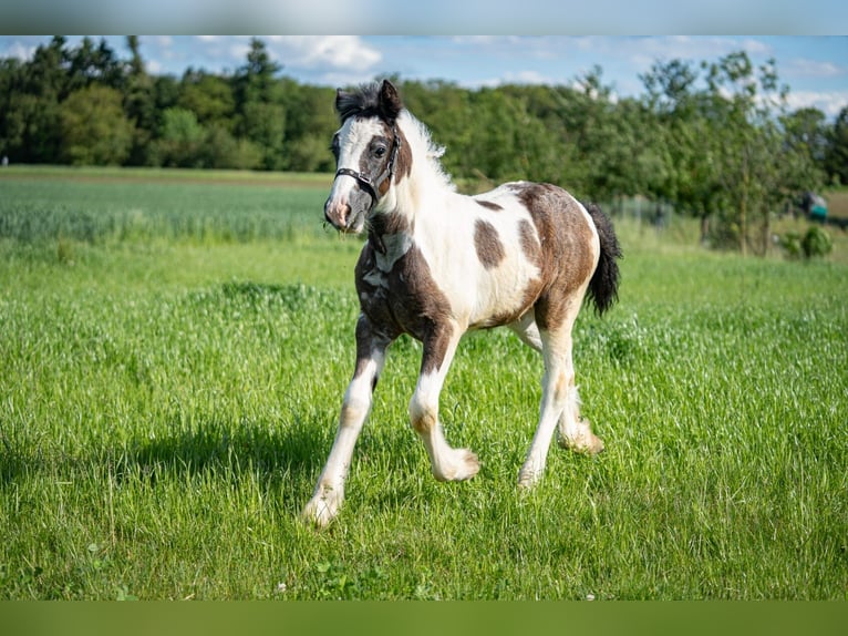 Cob Irlandese / Tinker / Gypsy Vanner Stallone 1 Anno Grigio in Eisingen