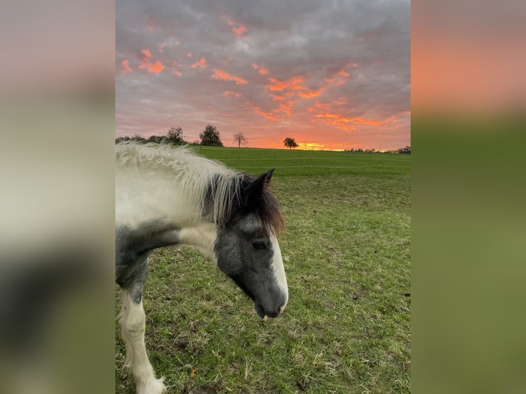 Cob Irlandese / Tinker / Gypsy Vanner Stallone 1 Anno Grigio in Eisingen