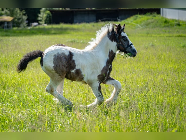 Cob Irlandese / Tinker / Gypsy Vanner Stallone 1 Anno Grigio in Eisingen