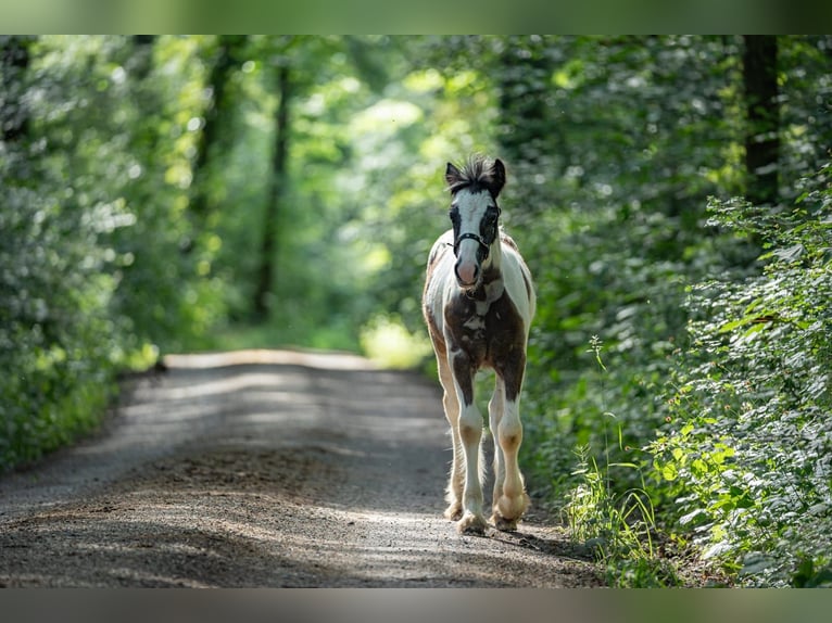 Cob Irlandese / Tinker / Gypsy Vanner Stallone 1 Anno Grigio in Eisingen