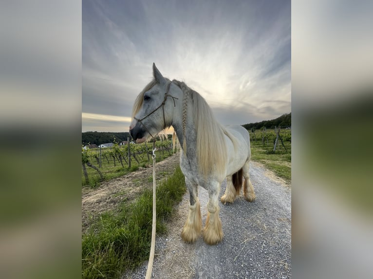 Cob Irlandese / Tinker / Gypsy Vanner Stallone 1 Anno Grigio in Eisingen