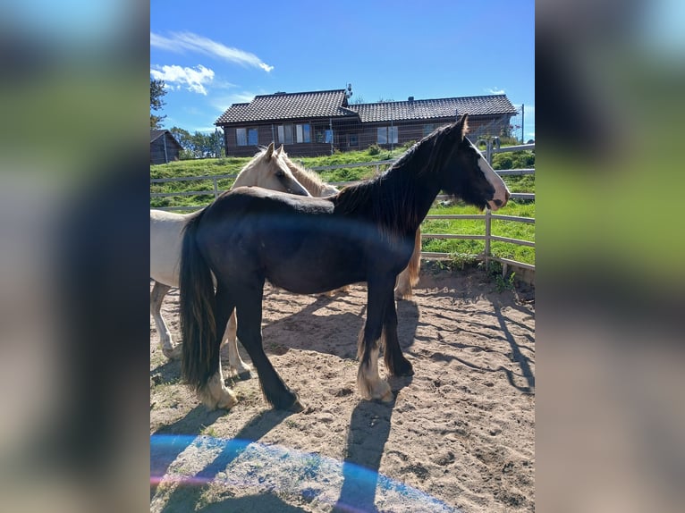 Cob Irlandese / Tinker / Gypsy Vanner Stallone 1 Anno Morello in Klecza Wlen