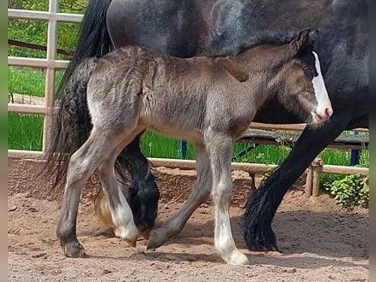 Cob Irlandese / Tinker / Gypsy Vanner Stallone 1 Anno Morello in Klecza Wlen