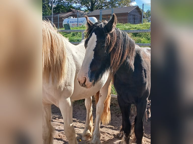 Cob Irlandese / Tinker / Gypsy Vanner Stallone 1 Anno Morello in Klecza Wlen