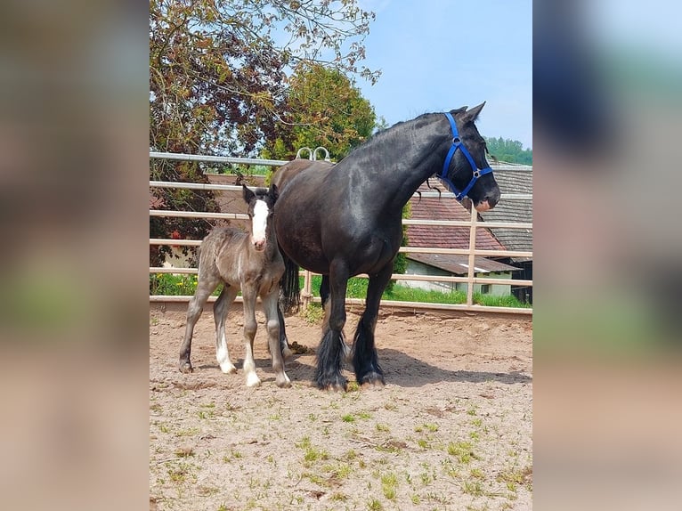 Cob Irlandese / Tinker / Gypsy Vanner Stallone 1 Anno Morello in Klecza Wlen