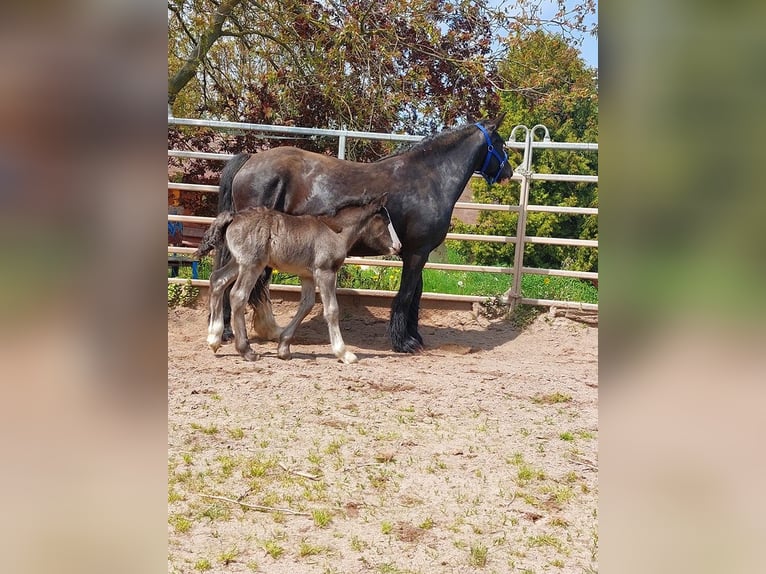 Cob Irlandese / Tinker / Gypsy Vanner Stallone 1 Anno Morello in Klecza Wlen