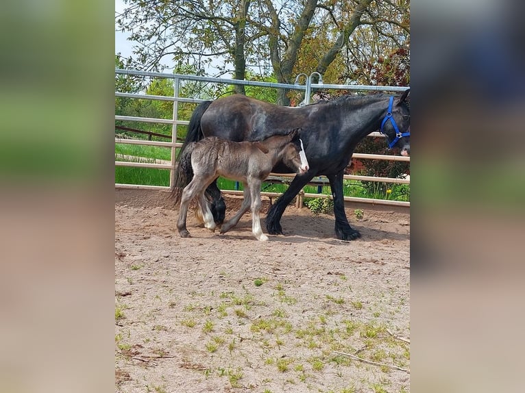 Cob Irlandese / Tinker / Gypsy Vanner Stallone 1 Anno Morello in Klecza Wlen